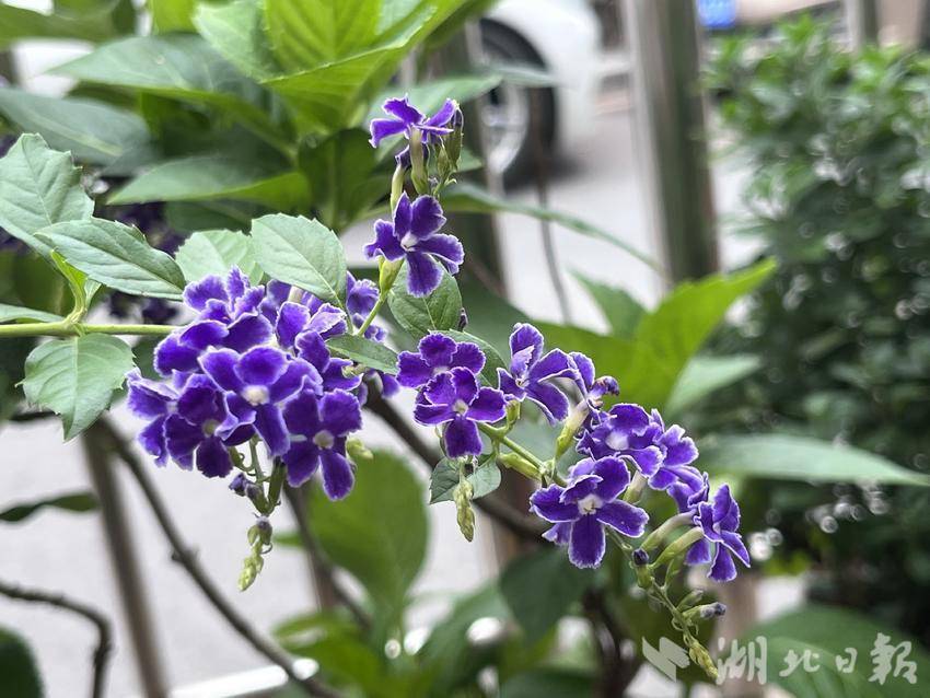 威澳门尼斯人电子游艺网上